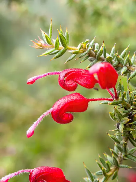 455301 - Grevillea asteriscosa