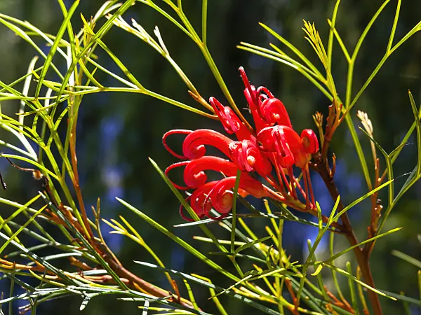 455320 - Grevillea Bonfire