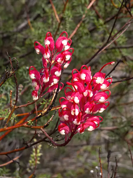 455385 - Grevillea georgeana