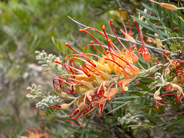 455332 - Grevillea Mason's Hybrid