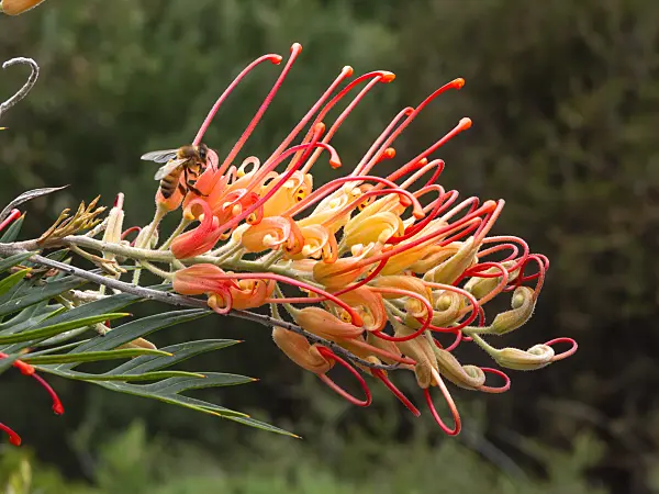 455333 - Grevillea Mason's Hybrid