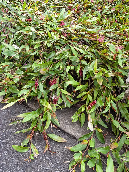 455304 - Grevillea Poorinda Royal Mantle
