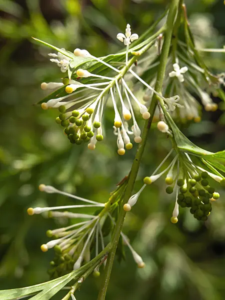 435184 - Grevillea vestita