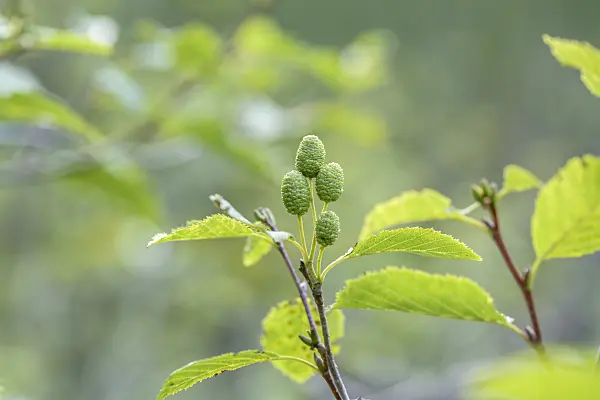 575015 - Grey alder (Alnus incana)