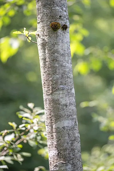 616160 - Grey alder (Alnus incana)