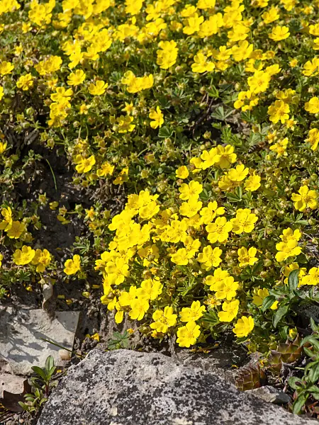 459053 - Grey cinquefoil (Potentilla incana syn. Potentilla cinerea)