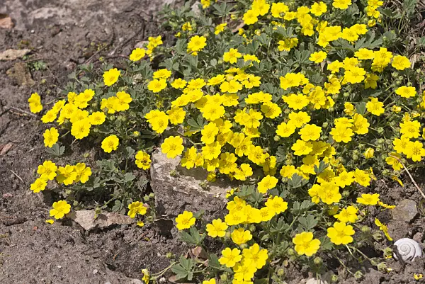 601032 - Grey cinquefoil (Potentilla incana syn. Potentilla cinerea)