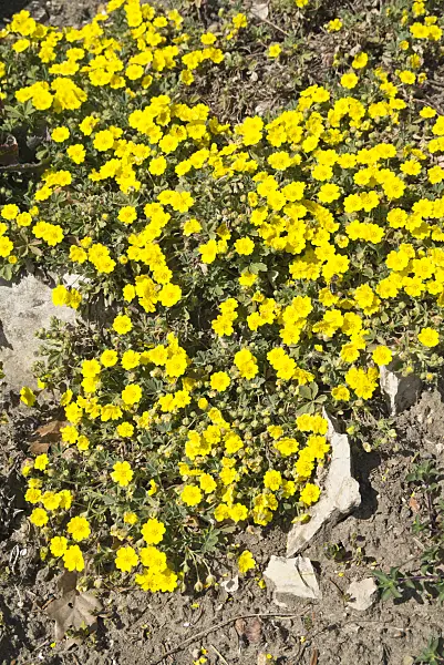 610005 - Grey cinquefoil (Potentilla incana syn. Potentilla cinerea)
