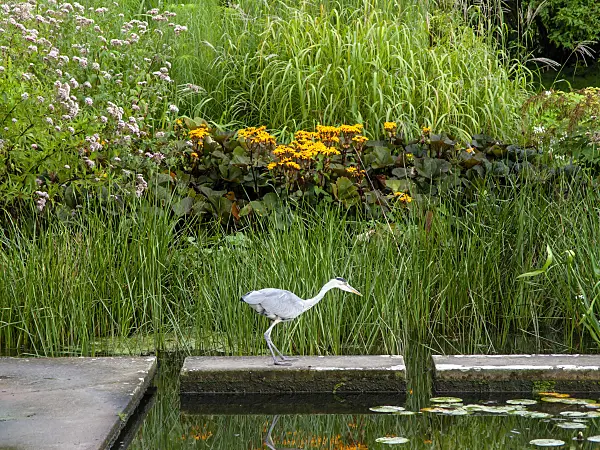 451039 - Grey heron (Ardea cinerea)
