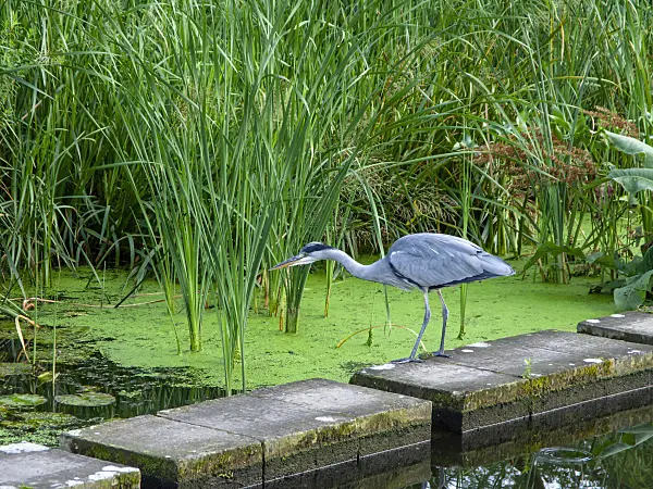 451045 - Grey heron (Ardea cinerea)
