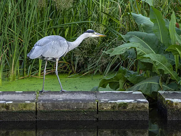 451046 - Grey heron (Ardea cinerea)