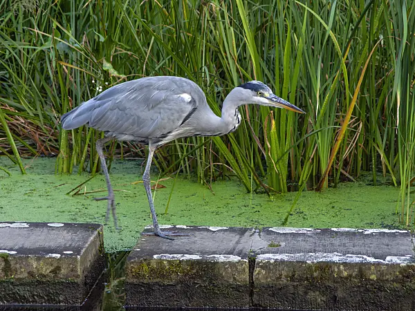 451047 - Grey heron (Ardea cinerea)