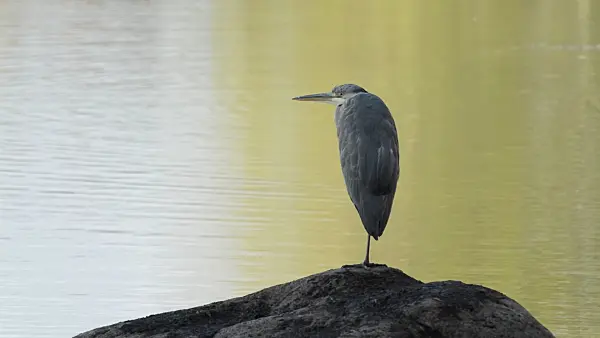 514011 - Grey heron (Ardea cinerea)