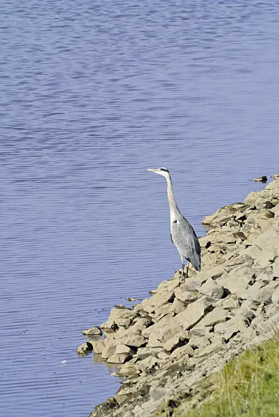 525085 - Grey heron (Ardea cinerea)