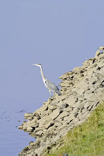 525086 - Grey heron (Ardea cinerea)