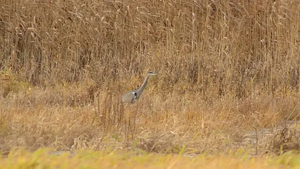 514047 - Grey heron (Ardea cinerea) and common reed (Phragmites australis)