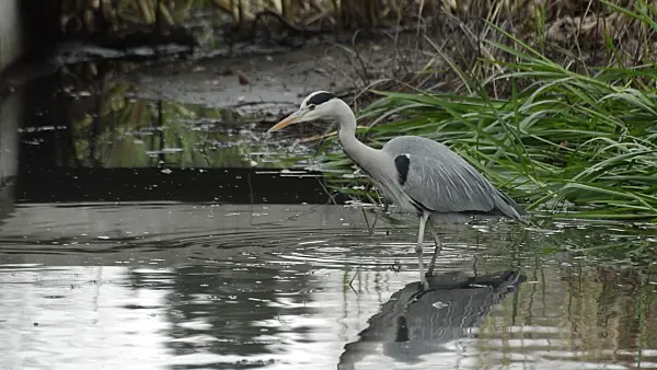 514042 - Grey heron (Ardea cinerea) in a drained garden pond