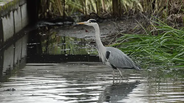 514043 - Grey heron (Ardea cinerea) in a drained garden pond