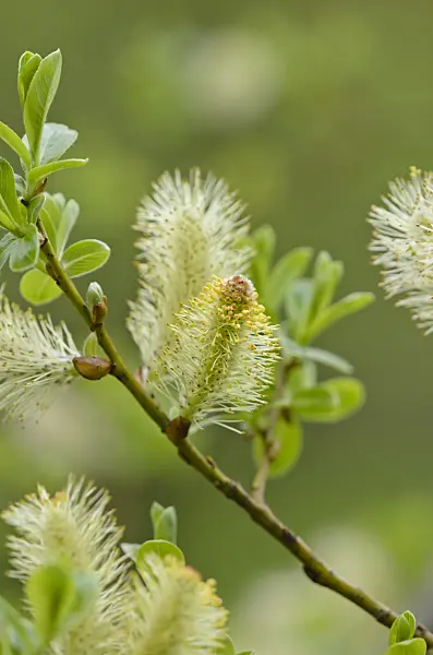 519190 - Grey willow (Salix atrocinerea syn. Salix cinerea subsp. oleifolia)
