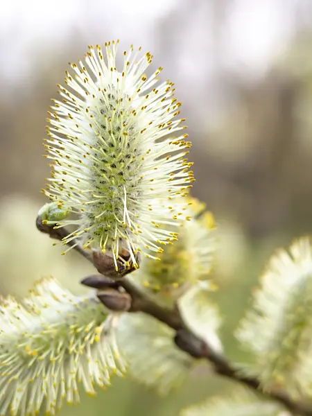 436222 - Grey willow (Salix cinerea)