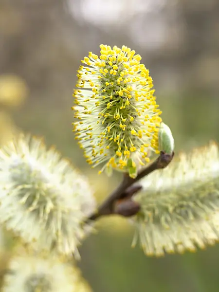 436224 - Grey willow (Salix cinerea)