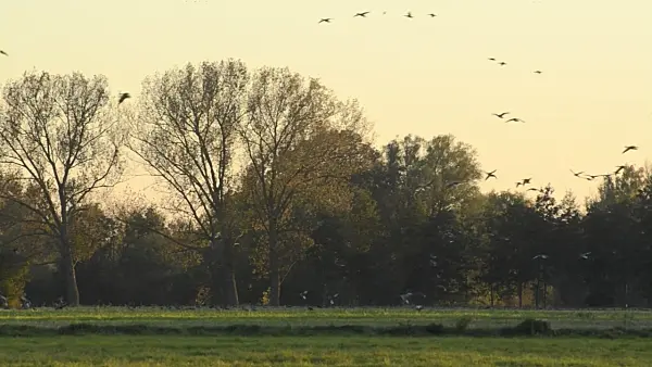 501096 - Greylag geese (Anser anser)
