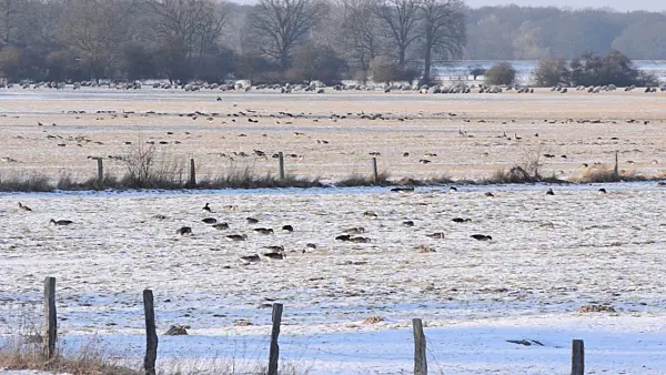 505034 - Greylag geese (Anser anser) and domestic sheeps (Ovis orientalis aries), Flusslandschaft Elbe Biosphere Reserve, Germany