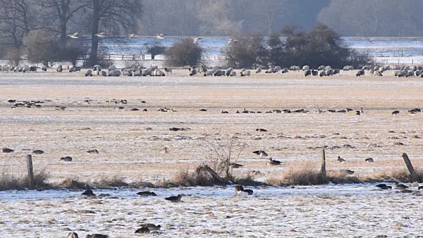 505035 - Greylag geese (Anser anser) and domestic sheeps (Ovis orientalis aries), Flusslandschaft Elbe Biosphere Reserve, Germany