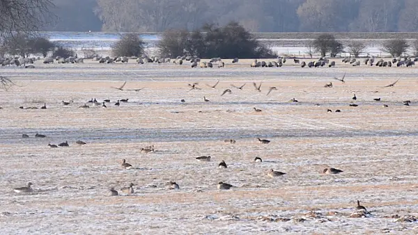 505036 - Greylag geese (Anser anser) and domestic sheeps (Ovis orientalis aries), Flusslandschaft Elbe Biosphere Reserve, Germany
