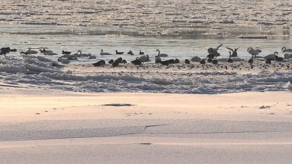 505042 - Greylag geese (Anser anser) and mute swans (Cygnus olor) at the banks of Elbe River, Flusslandschaft Elbe Biosphere Reserve, Germany
