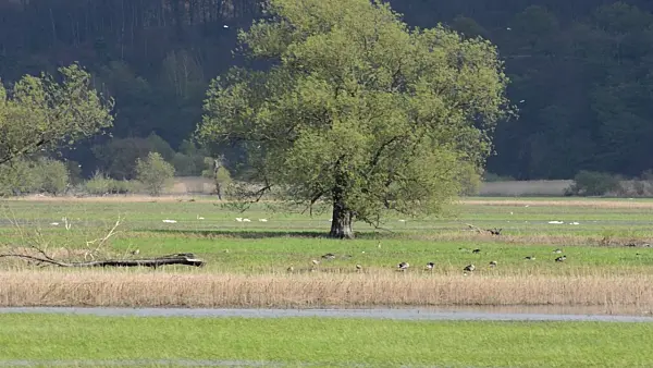 507147 - Greylag geese (Anser anser) and mute swans (Cygnus olor), Lower Oder Valley National Park, Germany