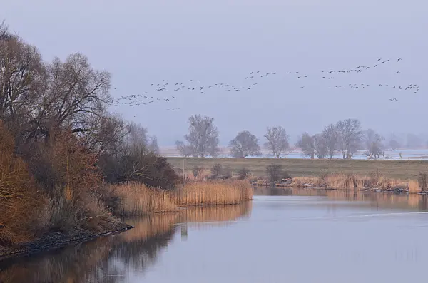 564261 - Greylag geese (Anser anser) at Hohensaaten-Friedrichsthaler Wasserstraße near Criewen, Lower Oder Valley National Park, Germany