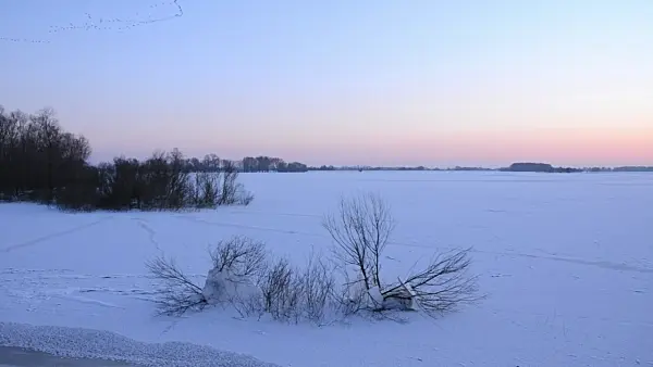 505044 - Greylag geese (Anser anser) at the flooded and frozen banks of Elbe River, Flusslandschaft Elbe Biosphere Reserve, Germany