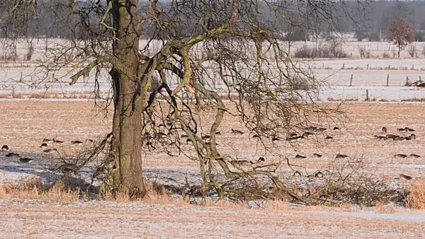 505037 - Greylag geese (Anser anser), Flusslandschaft Elbe Biosphere Reserve, Germany