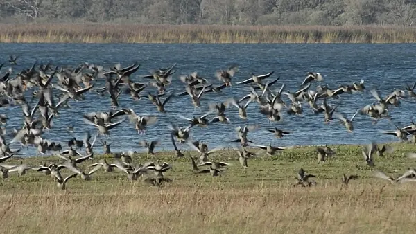 513128 - Greylag geese (Anser anser), Gülper See Nature Reserve, Germany