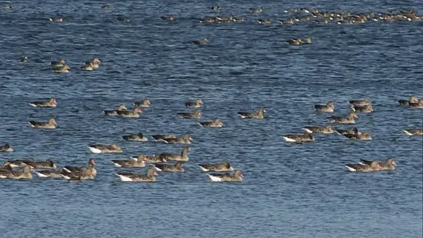 513129 - Greylag geese (Anser anser), Gülper See Nature Reserve, Germany