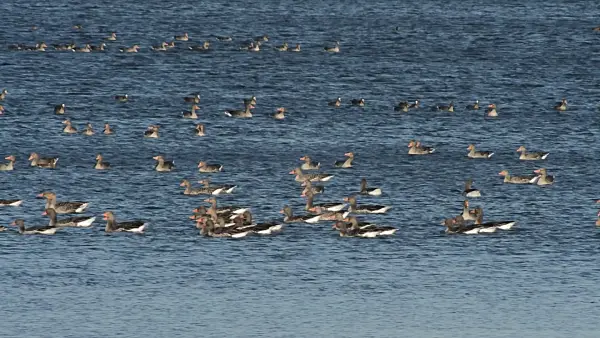 513130 - Greylag geese (Anser anser), Gülper See Nature Reserve, Germany