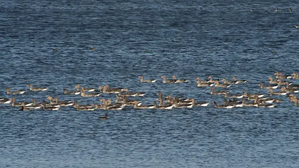 513131 - Greylag geese (Anser anser), Gülper See Nature Reserve, Germany