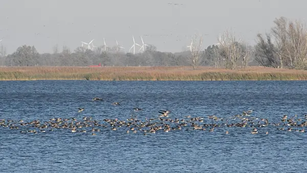 513132 - Greylag geese (Anser anser), Gülper See Nature Reserve, Germany