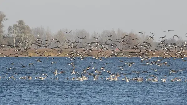 513133 - Greylag geese (Anser anser), Gülper See Nature Reserve, Germany