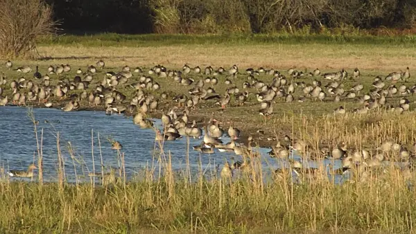 513135 - Greylag geese (Anser anser), Gülper See Nature Reserve, Germany