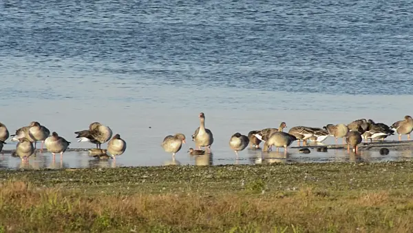 513136 - Greylag geese (Anser anser), Gülper See Nature Reserve, Germany