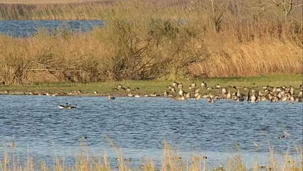 513137 - Greylag geese (Anser anser), Gülper See Nature Reserve, Germany