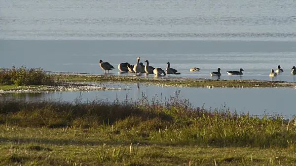 513138 - Greylag geese (Anser anser), Gülper See Nature Reserve, Germany