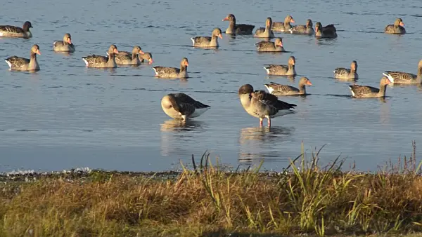513139 - Greylag geese (Anser anser), Gülper See Nature Reserve, Germany