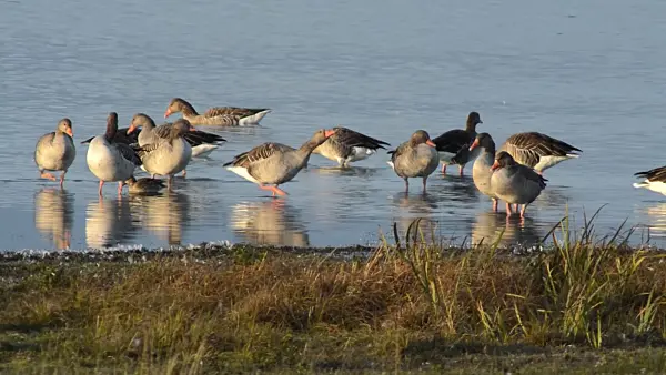 513140 - Greylag geese (Anser anser), Gülper See Nature Reserve, Germany