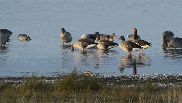513141 - Greylag geese (Anser anser), Gülper See Nature Reserve, Germany