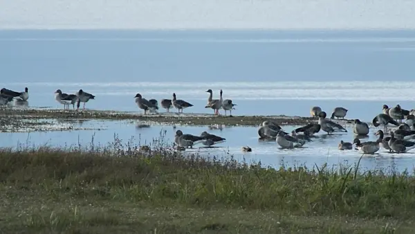 513142 - Greylag geese (Anser anser), Gülper See Nature Reserve, Germany