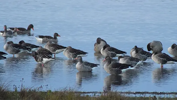 513143 - Greylag geese (Anser anser), Gülper See Nature Reserve, Germany