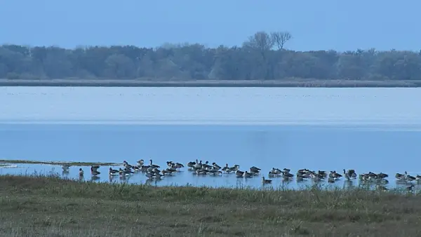 513145 - Greylag geese (Anser anser), Gülper See Nature Reserve, Germany